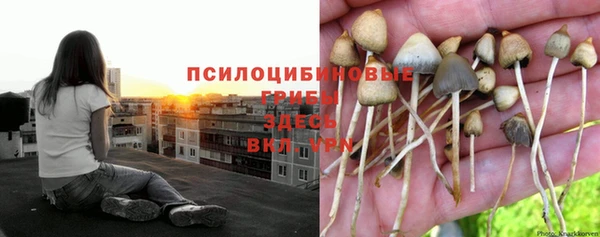 мяу мяу мука Баксан